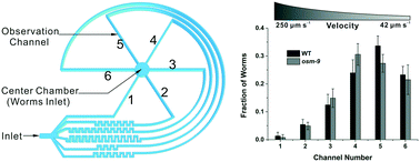 Graphical abstract: Profile analysis of C. elegans rheotaxis behavior using a microfluidic device