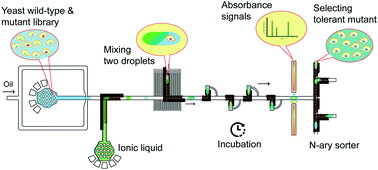 Graphical abstract: An integrated droplet-digital microfluidic system for on-demand droplet creation, mixing, incubation, and sorting