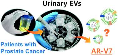 Graphical abstract: Urine-based liquid biopsy: non-invasive and sensitive AR-V7 detection in urinary EVs from patients with prostate cancer