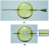 Graphical abstract: Collective dynamics of red blood cells on an in vitro microfluidic platform