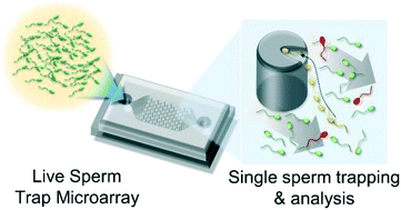 Graphical abstract: Live sperm trap microarray for high throughput imaging and analysis