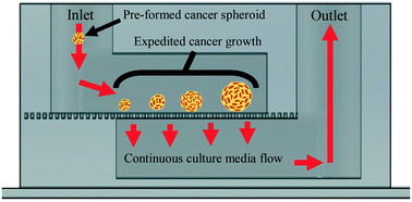 Graphical abstract: Microfluidic device for expedited tumor growth towards drug evaluation