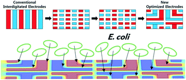 Graphical abstract: Two-dimensional computational method for generating planar electrode patterns with enhanced volumetric electric fields and its application to continuous dielectrophoretic bacterial capture