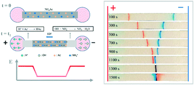 Graphical abstract: Simultaneous electrokinetic stacking and separation of anionic and cationic species on a paper fluidic channel