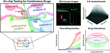 Graphical abstract: On-chip phenotypic investigation of combinatory antibiotic effects by generating orthogonal concentration gradients