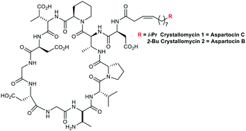 Graphical abstract: Crystallomycin revisited after 60 years: aspartocins B and C