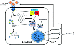 Graphical abstract: Discovery of a tetrazolyl β-carboline with in vitro and in vivo osteoprotective activity under estrogen-deficient conditions