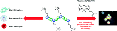 Graphical abstract: Synthesis and cellular penetration properties of new phosphonium based cationic amphiphilic peptides