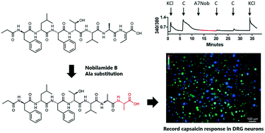 Graphical abstract: On the inhibition of capsaicin response in dorsal root ganglion neurons by nobilamide B and analogues: a structure–activity relationship study