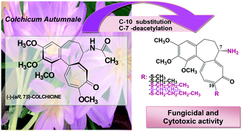 Graphical abstract: 7-Deacetyl-10-alkylthiocolchicine derivatives – new compounds with potent anticancer and fungicidal activity