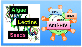 Graphical abstract: Potent antiviral activity of carbohydrate-specific algal and leguminous lectins from the Brazilian biodiversity