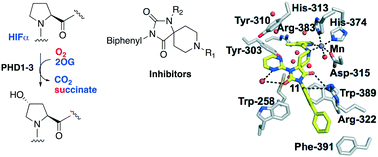 Graphical abstract: Studies on spiro[4.5]decanone prolyl hydroxylase domain inhibitors