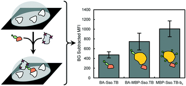 Graphical abstract: Engineering hyperthermostable rcSso7d as reporter molecule for in vitro diagnostic tests