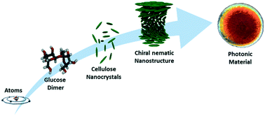 Graphical abstract: Cellulose nanocrystals in nanoarchitectonics – towards photonic functional materials