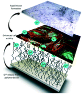 Graphical abstract: Strontium confinement in polyacrylic acid brushes: a soft nanoarchitectonics approach for the design of titania coatings with enhanced osseointegration