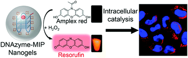 Graphical abstract: Intracellular delivery of a molecularly imprinted peroxidase mimicking DNAzyme for selective oxidation