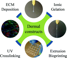 Graphical abstract: A single-component hydrogel bioink for bioprinting of bioengineered 3D constructs for dermal tissue engineering
