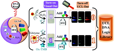 Graphical abstract: Upconversion-chameleon-driven DNA computing: the DNA-unlocked inner-filter-effect (DU-IFE) for operating a multicolor upconversion luminescent DNA logic library and Its biosensing application