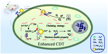 Graphical abstract: Ferrous-cysteine–phosphotungstate nanoagent with neutral pH fenton reaction activity for enhanced cancer chemodynamic therapy