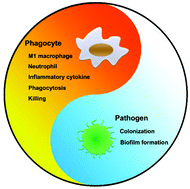 Graphical abstract: Bioinspired interface design modulates pathogen and immunocyte responses in biomaterial-centered infection combination therapy