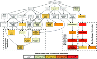 Graphical abstract: Quantitative proteomics and systems analysis of cultured H9C2 cardiomyoblasts during differentiation over time supports a ‘function follows form’ model of differentiation