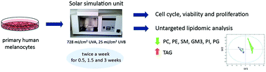 Graphical abstract: Untargeted lipidomic analysis of primary human epidermal melanocytes acutely and chronically exposed to UV radiation