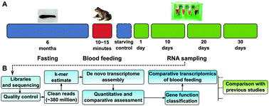 Graphical abstract: De novo assembly and comparative transcriptome characterization of Poecilobdella javanica provide insight into blood feeding of medicinal leeches