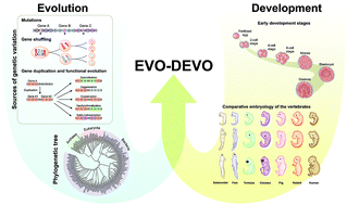 Graphical abstract: Perspectives and applications of machine learning for evolutionary developmental biology