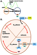 Graphical abstract: Integrative data fusion for comprehensive assessment of a novel CHEK2 variant using combined genomics, imaging, and functional–structural assessments via protein informatics