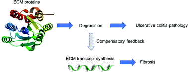 Graphical abstract: Degradation of the extracellular matrix is part of the pathology of ulcerative colitis