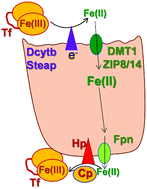 Graphical abstract: The teleos of metallo-reduction and metallo-oxidation in eukaryotic iron and copper trafficking