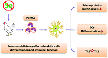 Graphical abstract: Selenium deficiency inhibits differentiation and immune function and imbalances the Th1/Th2 of dendritic cells
