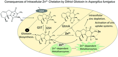 Graphical abstract: Systems impact of zinc chelation by the epipolythiodioxopiperazine dithiol gliotoxin in Aspergillus fumigatus: a new direction in natural product functionality
