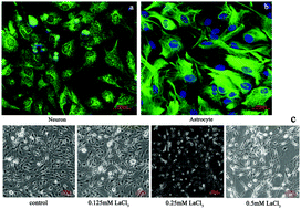 Graphical abstract: Conditioned medium from overly excitatory primary astrocytes induced by La3+ increases apoptosis in primary neurons via upregulating the expression of NMDA receptors