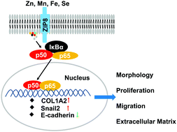 Graphical abstract: Role of ZIP8 in regulating cell morphology and NF-κB/Snail2 signaling