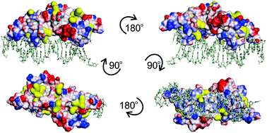 Graphical abstract: In silico identification and characterization of sensory motifs in the transcriptional regulators of the ArsR-SmtB family