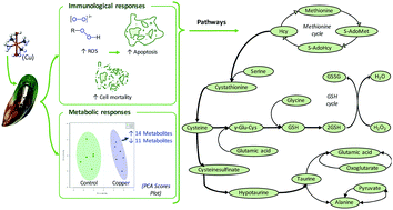 Graphical abstract: Copper-induced immunomodulation in mussel (Perna canaliculus) haemocytes