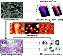 Graphical abstract: Chromosomal aberrations, cell suppression and oxidative stress generation induced by metal oxide nanoparticles in onion (Allium cepa) bulb