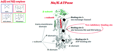 Graphical abstract: Interaction of Au(iii) and Pt(ii) complexes with Na/K-ATPase: experimental and theoretical study of reaction stoichiometry and binding sites