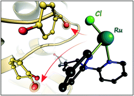 Graphical abstract: Crystallographic evidence for unexpected selective tyrosine hydroxylations in an aerated achiral Ru–papain conjugate