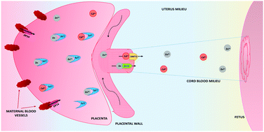 Graphical abstract: Cadmium exposure during pregnancy and lactation: materno-fetal and newborn repercussions of Cd(ii), and Cd–metallothionein complexes