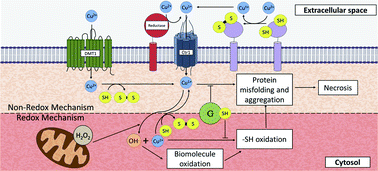 Graphical abstract: Copper-induced cell death and the protective role of glutathione: the implication of impaired protein folding rather than oxidative stress