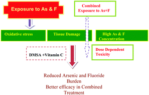 Graphical abstract: Combination therapy with vitamin C and DMSA for arsenic–fluoride co-exposure in rats