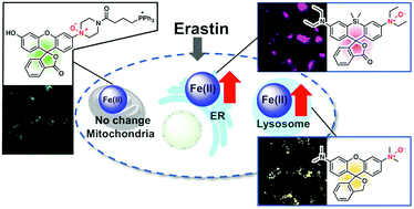 Graphical abstract: Organelle-specific analysis of labile Fe(ii) during ferroptosis by using a cocktail of various colour organelle-targeted fluorescent probes