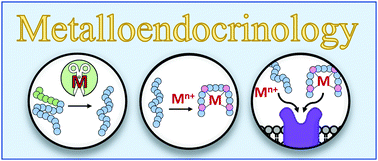 Graphical abstract: Metal-dependent hormone function: the emerging interdisciplinary field of metalloendocrinology