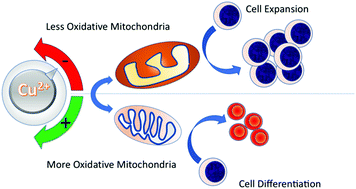 Graphical abstract: Copper deficiency-induced anemia is caused by a mitochondrial metabolic reprograming in erythropoietic cells
