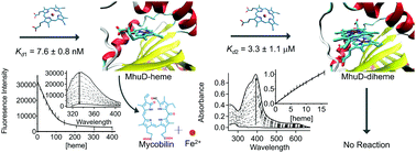 Graphical abstract: The affinity of MhuD for heme is consistent with a heme degrading function in vivo