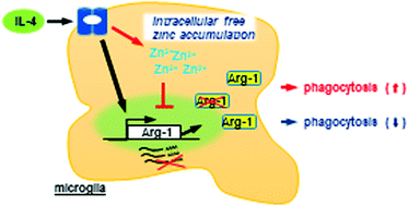 Graphical abstract: The inhibitory role of intracellular free zinc in the regulation of Arg-1 expression in interleukin-4-induced activation of M2 microglia