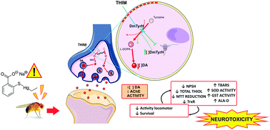 Graphical abstract: Thimerosal inhibits Drosophila melanogaster tyrosine hydroxylase (DmTyrH) leading to changes in dopamine levels and impaired motor behavior: implications for neurotoxicity