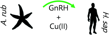 Graphical abstract: A gonadotropin-releasing hormone type neuropeptide with a high affinity binding site for copper(ii) and nickel(ii)